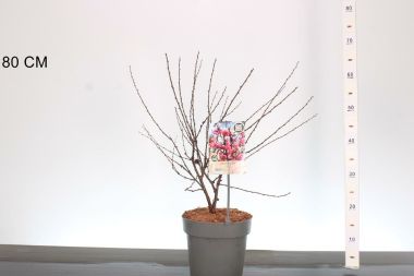 Babarózsa   PRUNUS TRILOBA 40/60 K4,6