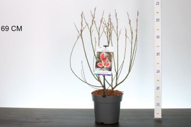 Rózsaszín barkafűz  SALIX GRACILISTYLA MOUNT ASO 40/50 K3