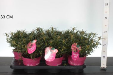 Japán azálea    AZALEA STARSTYLE PINK 20/30 CS15