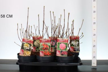 Japán azálea    AZALEA KNAPHILL 40CM K2