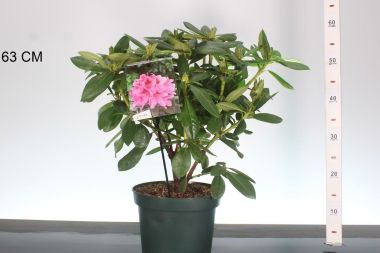 Havasszépe    RHODODENDRON COSMOPOLITAN 30/40 K5