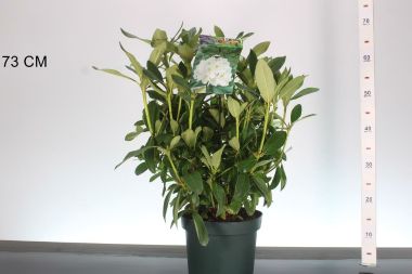 Havasszépe    RHODODENDRON CUNNINGHAM'S WHITE 30/40 K5