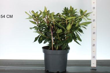 Havasszépe    RHODODENDRON GOLDFLIMMER 30/40 K5