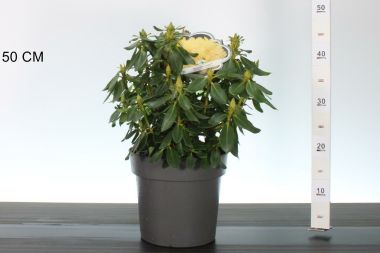 Havasszépe    RHODODENDRON GOLDKRONE 30/40 K5