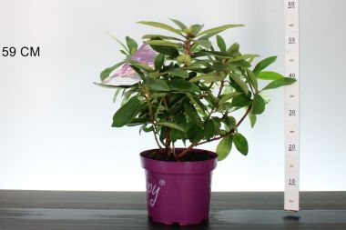 Havasszépe    RHODODENDRON HAPPYDENDRON PUSHYPURPLE 40/45 K5
