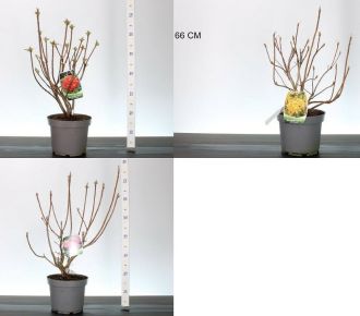 Havasszépe    AZALEA KNAPHILL MIX 40CM K5