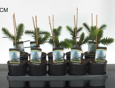 Chilei fenyő  ARAUCARIA ARAUCANA 15/20 K1