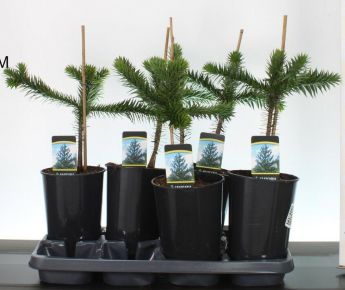 Chilei fenyő  ARAUCARIA ARAUCANA 30CM K3