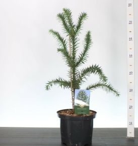 Chilei fenyő  ARAUCARIA ARAUCANA 50/60 K5