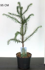 Chilei fenyő  ARAUCARIA ARAUCANA 60/70 K5