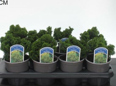 Hinoki hamisciprus     CHAMAECYPARIS OBTUSA NANA GRACILIS 10/12 CS13