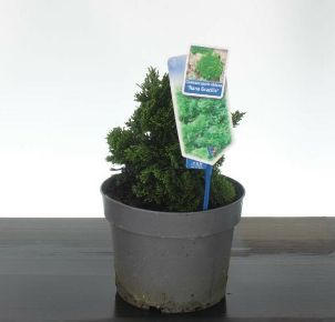 Hinoki hamisciprus    CHAMAECYPARIS OBTUSA NANA GRACILIS 20/25 CS19