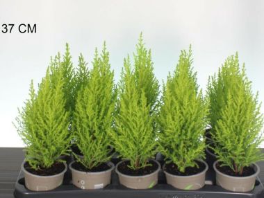 Arany monterey ciprus CUPRESSUS MACROCARPA WILMA 25/30 CS11