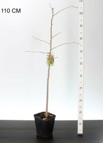 páfrányfenyő     GINKGO BILOBA 50/60 K2