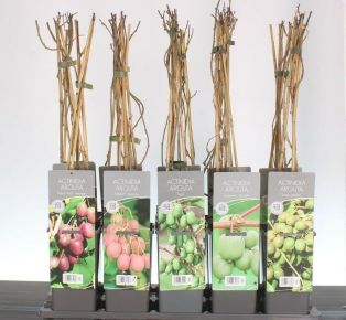 Japán kivi  ACTINIDIA ARGUTA 40/60 K2