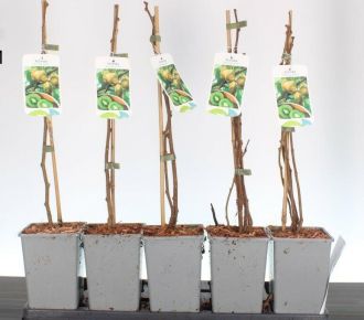 Jenny kivi  ACTINIDIA DELICIOSA JENNY 50/60 K2