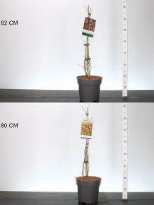 Goji bogyó LYCIUM BARBARUM FAJTÁK 50/60 K5