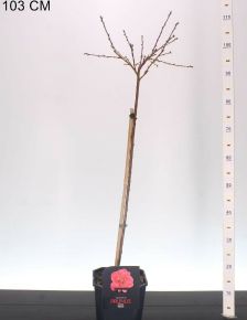 Melred őszibarack PRUNUS PERSICA MELRED T60 K4,6