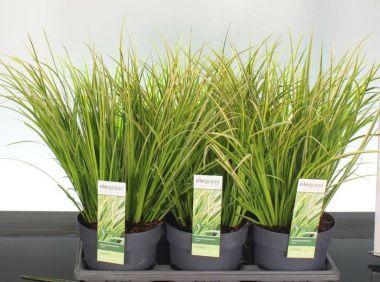 Kálmos fajták ACORUS GRAMINEUS OGON 30/40 CS14