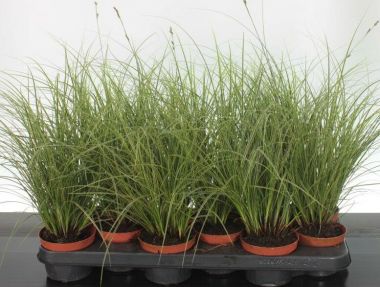Örökzöld sás   CAREX BRUNNEA VARIEGATA 25/40 CS10,5