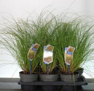 Narancsos sás  CAREX TESTACEA PRAIRIE FIRE 20/25 CS17