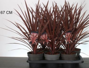 Bíbor bunkóliliom  CORDYLINE AUSTRALIS RED COMET 25/30 CS17