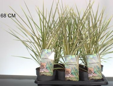 Bíbor bunkóliliom  CORDYLINE AUSTRALIS TORBAY DAZZLER 30/40 K2