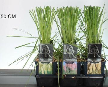 Pampafű   CORTADERIA FAJTÁK K2