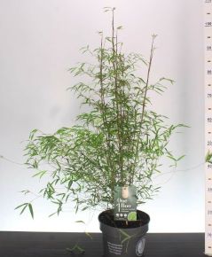 Ernyőbambusz     FARGESIA ANGUSTISSIMA 60/80 K5