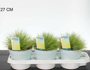 Deres csenkesz FESTUCA GLAUCA AMIGOLD 30/+ CS17