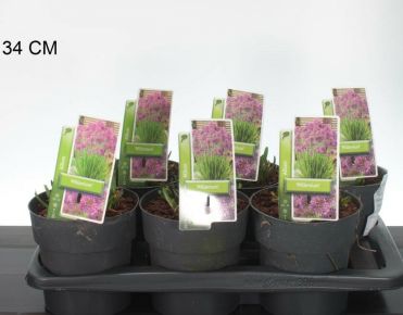 Díszhagyma  ALLIUM COBALD MILLENIUM 20/25 K2,5