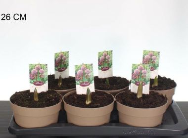 Díszhagyma  ALLIUM LUCKY BALLOONS 20CM CS17