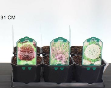 Díszhagyma  ALLIUM FAJTÁK K2