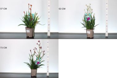 Kengurumancs ANIGOZANTHOS FAJTÁK CS14