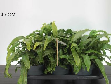 GímpáfrányASPLENIUM SCOLOPENDRIUM CS17