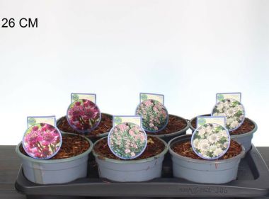 Völgycsillag  ASTRANTIA FAJTÁK 25/30 CS17