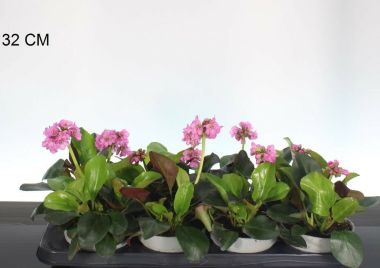 Bőrlevél  BERGENIA ROSENKRISTALL 15/20 CS13