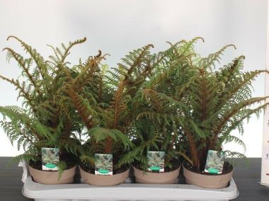 Serlegpáfrány  CYATHEA HIGHLAND LACE 50CM CS14