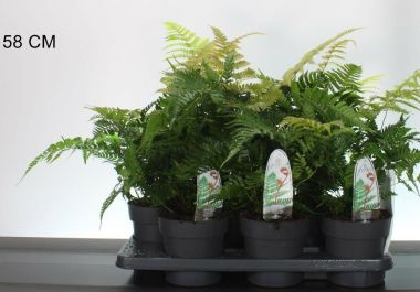  Erdei pajzsika  DRYOPTERIS ERYTHROSORA BRILIANCE 30/40 CS15