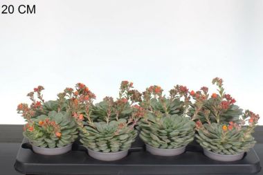 Fás kövirózsa  ECHEVERIA DONDO 10/15 CS11