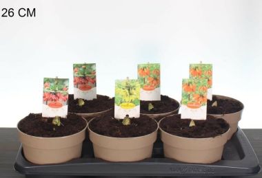császárkorona  FRITILLARIA MIX CS17