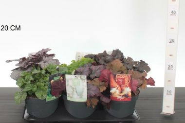 Tűzeső  HEUCHERA FAJTÁK CS15