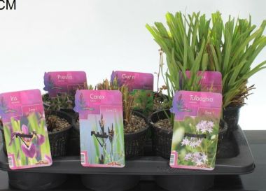 Vizinövény mix   VIZINÖVÉNY MIX K2