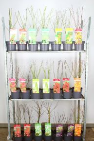 Japán juhar  ACER PALMATUM FAJTÁK 50/60 K3