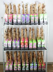 Iszalag     CLEMATIS FAJTÁK 60CM K2