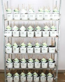 Cserjés hortenzia   HYDRANGEA ARBORESCENS STRONG ANNABELLE 30/40 K3