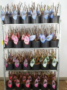 Kerti hortenzia   HYDRANGEA MACROPHYLLA BLACK STEEL 30/35 CS23