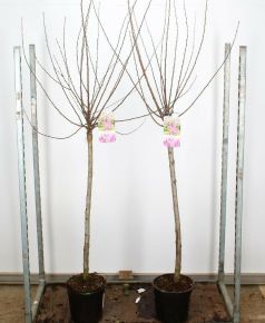 Babarózsa  PRUNUS TRILOBA T100 K10