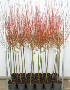 Tarkalevelű japán fűz   SALIX INTEGRA HAKURO-NISHIKI T80 K5