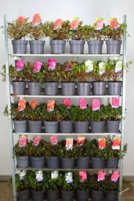 Japán azálea    AZALEA JAPONICA 30/35 K3